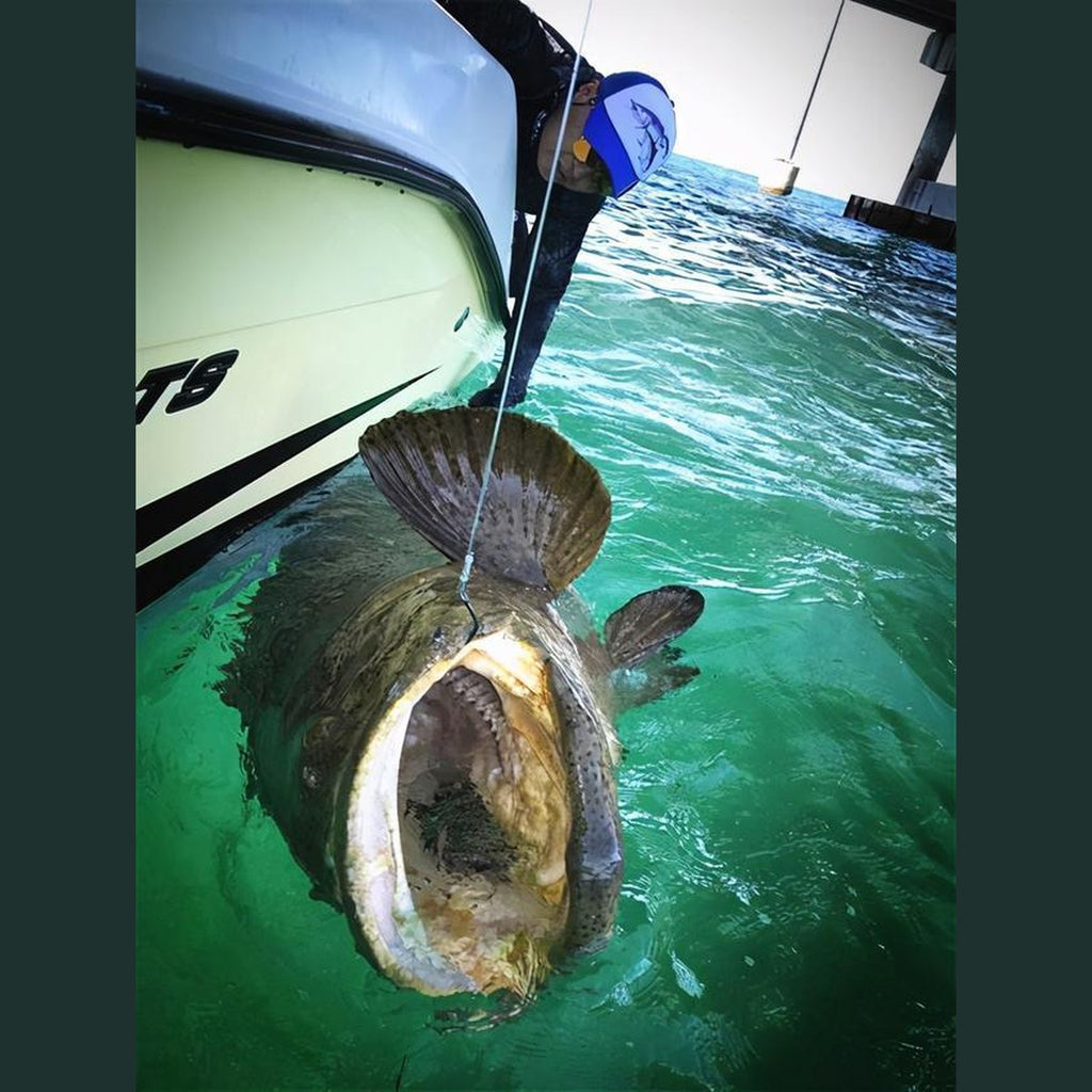 A fish taking a topwater pencil lure at the surface