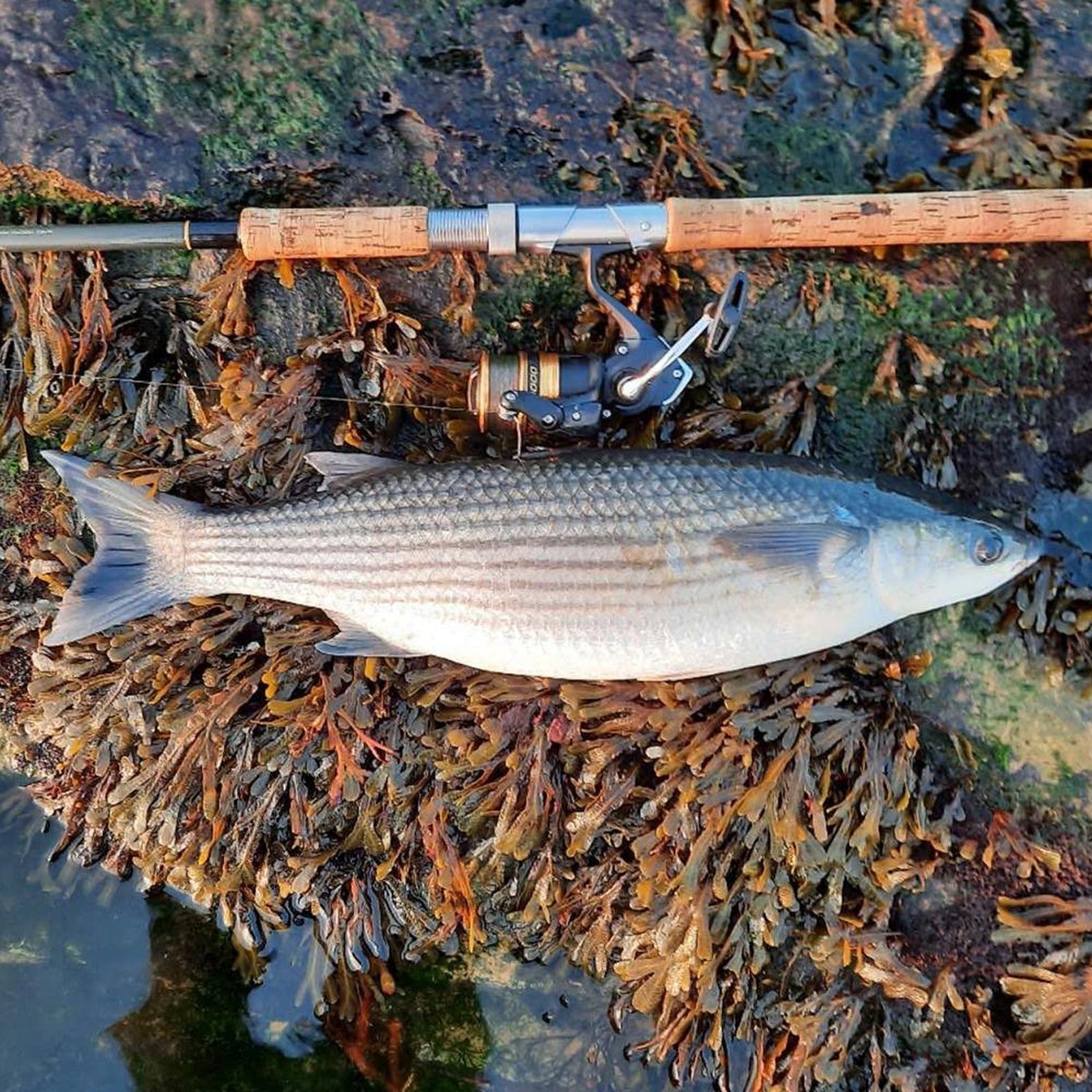 A fish landed on the bank beside a topwater pencil lure and rod